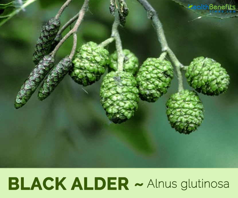 Black Alder Tree Seeds