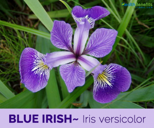 Health benefits of Blue Irish