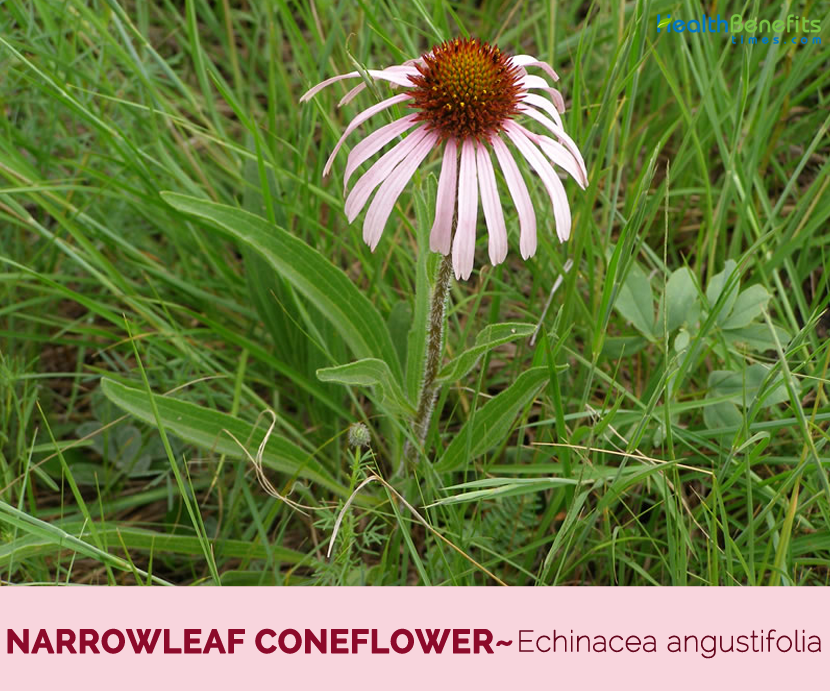50 Seeds Echinacea Angustifolia  Medicinal Cone Flower