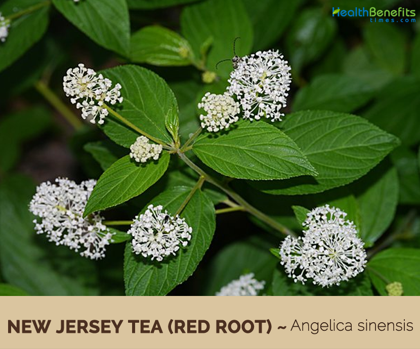 Health benefits of New Jersey Tea (Red Root)