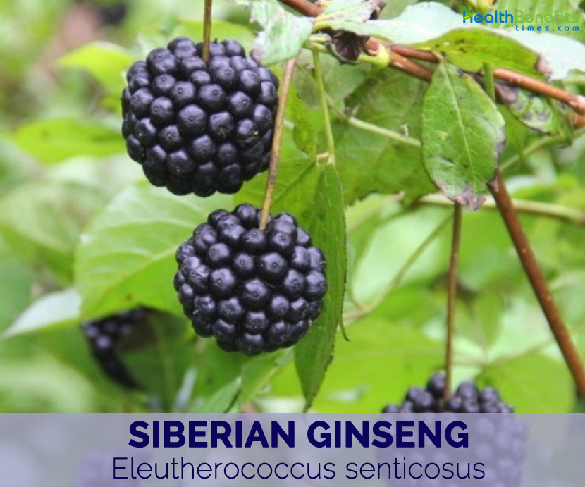 Health benefits of Siberian Ginseng