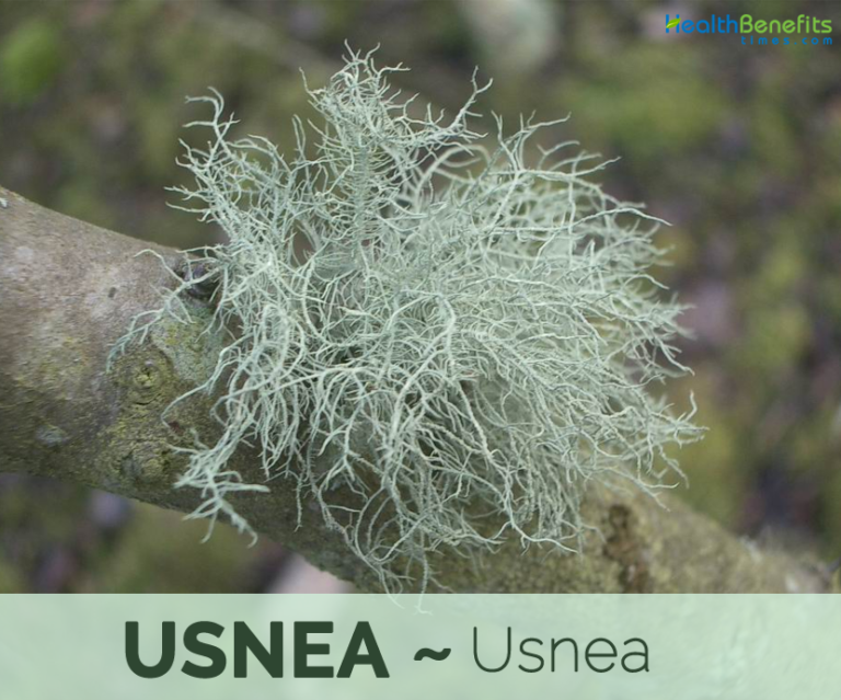 Usnea facts and health benefits