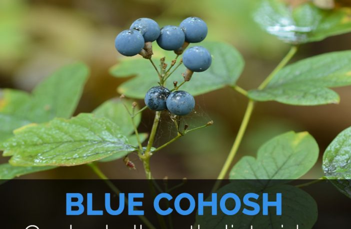 5 Blue Cohosh Root Plant Rhizomes Organic Medicinal Herb Roots Fresh Transplant Caulophyllum Thalictroides Live Plants Replant Wild Flower