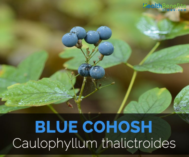 Blue Cohosh Facts and Health Benefits