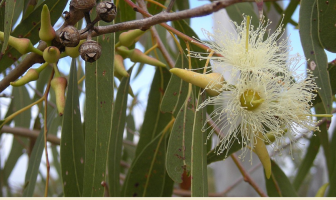 Eucalyptus facts and benefits