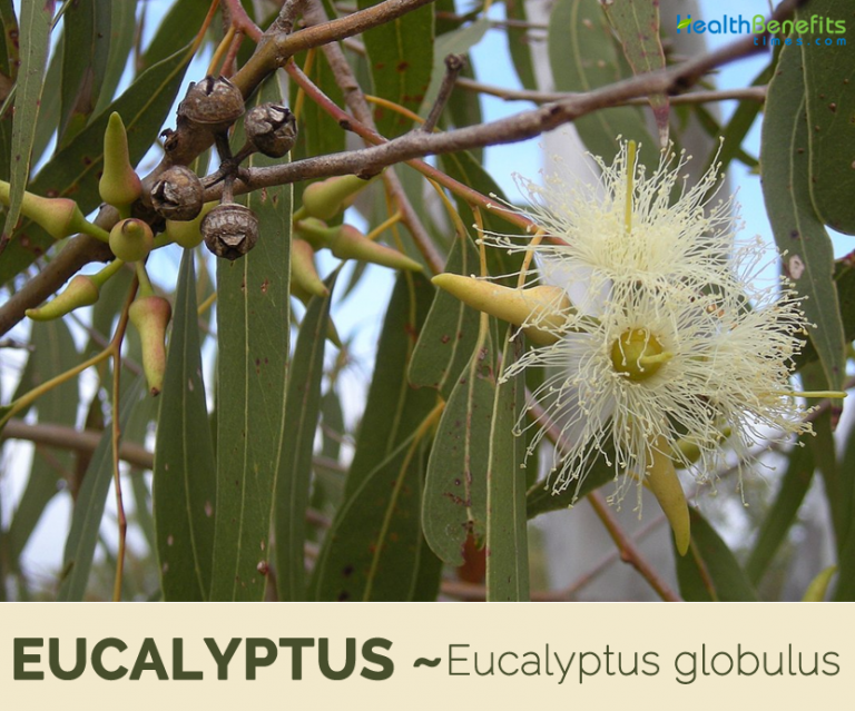 Eucalyptus facts and health benefits