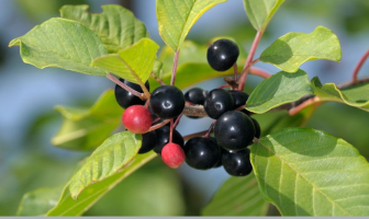 Facts and Uses of Alder buckthorn