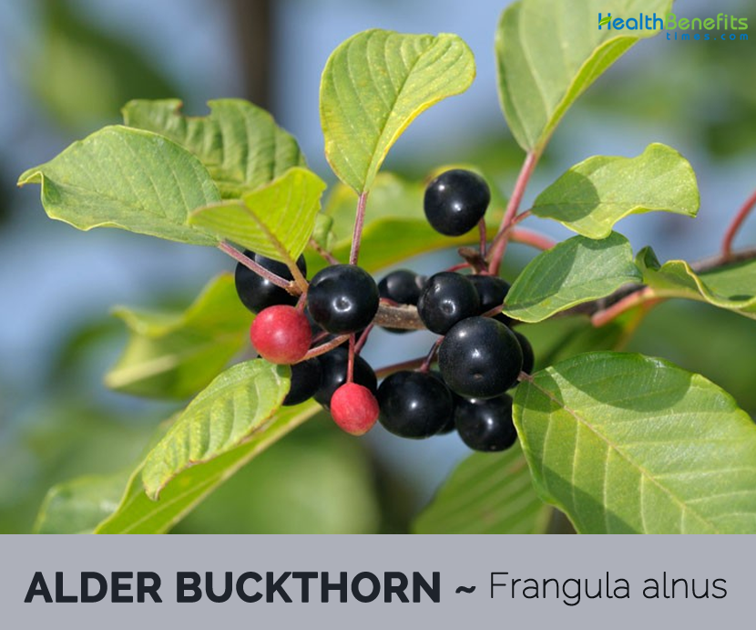 Facts and Uses of Alder buckthorn