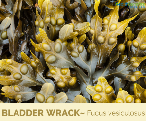 Facts and benefits of Bladder Wrack