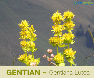 Facts and benefits of Gentian