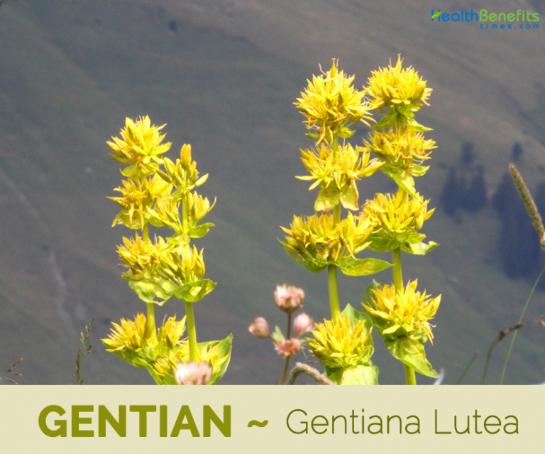 Gentian facts and health benefits