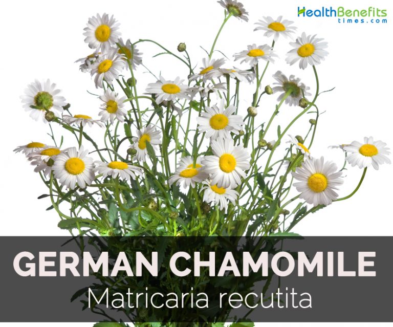 Health benefits of German Chamomile