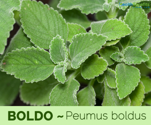 Health benefits of Boldo
