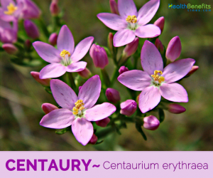 Health benefits of Centaury