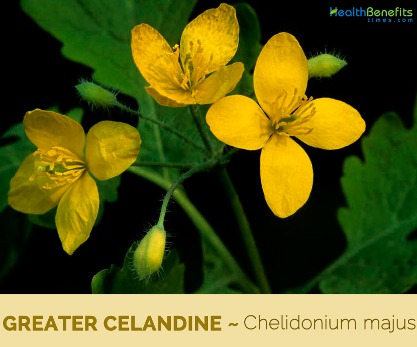 Health benefits of Greater celandine