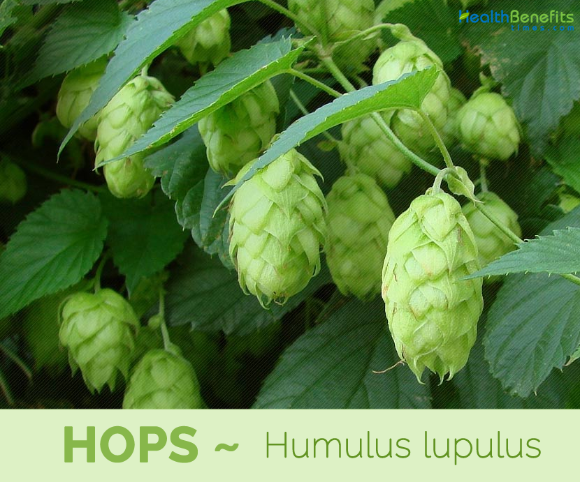 Health benefits of Hops