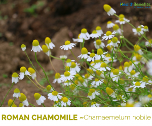 Health benefits of Roman Chamomile