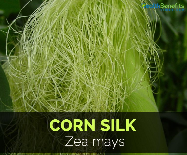 Corn silk Facts and Health Benefits