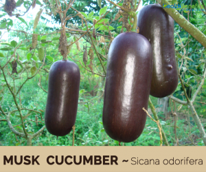 Facts about Musk Cucumber (Cassabanana)