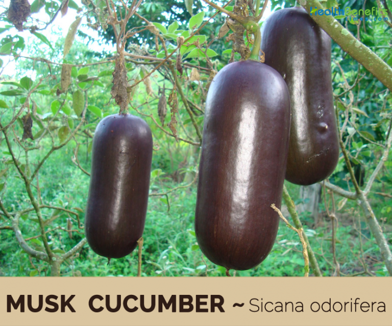 8 Organic Sicana Odorifera Seeds – Cassabanana / Musk Cucumber – Tropical Pumpkin Seeds From Puerto Rico