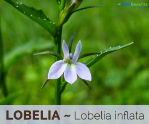 Facts and benefits of Lobelia