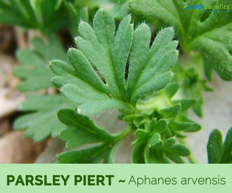 Parsley Piert facts and health benefits