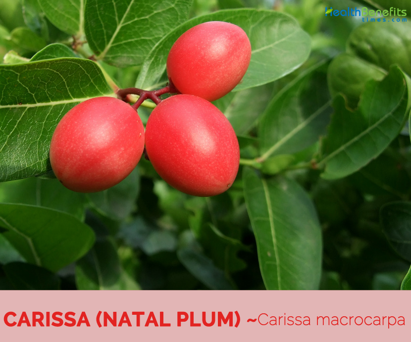 Health benefits of Carissa (natal plum)