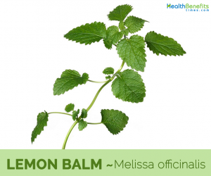 Health benefits of Lemon balm