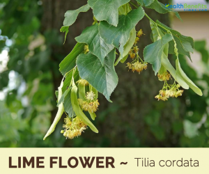 Health benefits of Lime Flower