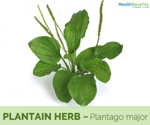 Health benefits of Plantain herb