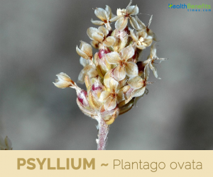 Health benefits of Psyllium