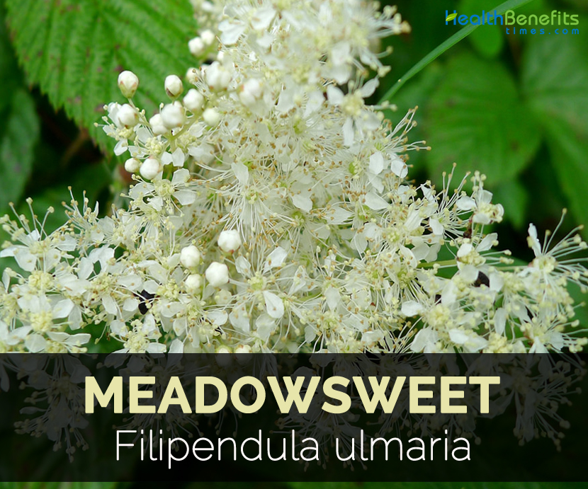 Meadowsweet Herb