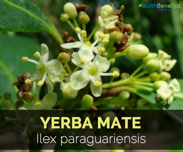 Yerba Mate Facts and Health Benefits