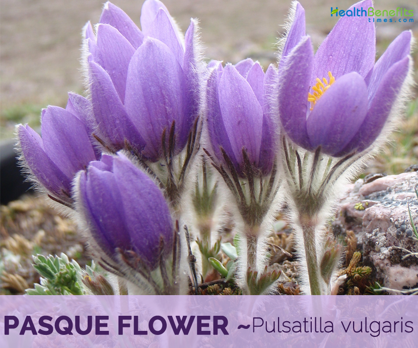 Facts and benefits of Pasque Flower
