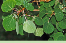 Facts and benefits of Quaking Aspen