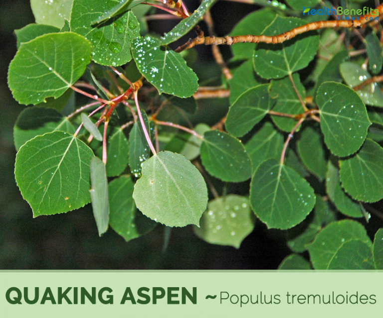 Quaking Aspen facts and health benefits