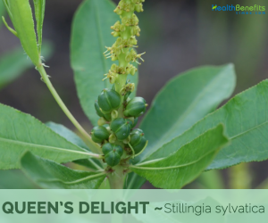 Facts and benefits of Queen’s Delight