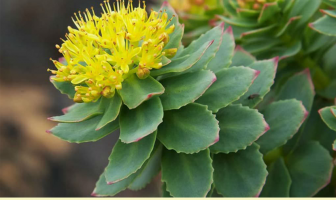 Facts and benefits of Rhodiola