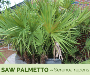 Facts and benefits of Saw palmetto
