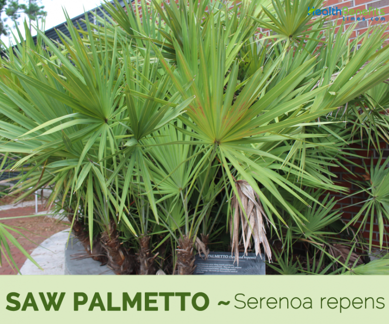 Saw palmetto facts and health benefits