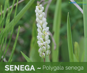Facts and benefits of Senega