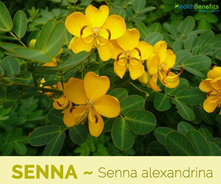Senna facts and health benefits