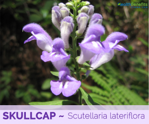 Facts and benefits of Skullcap