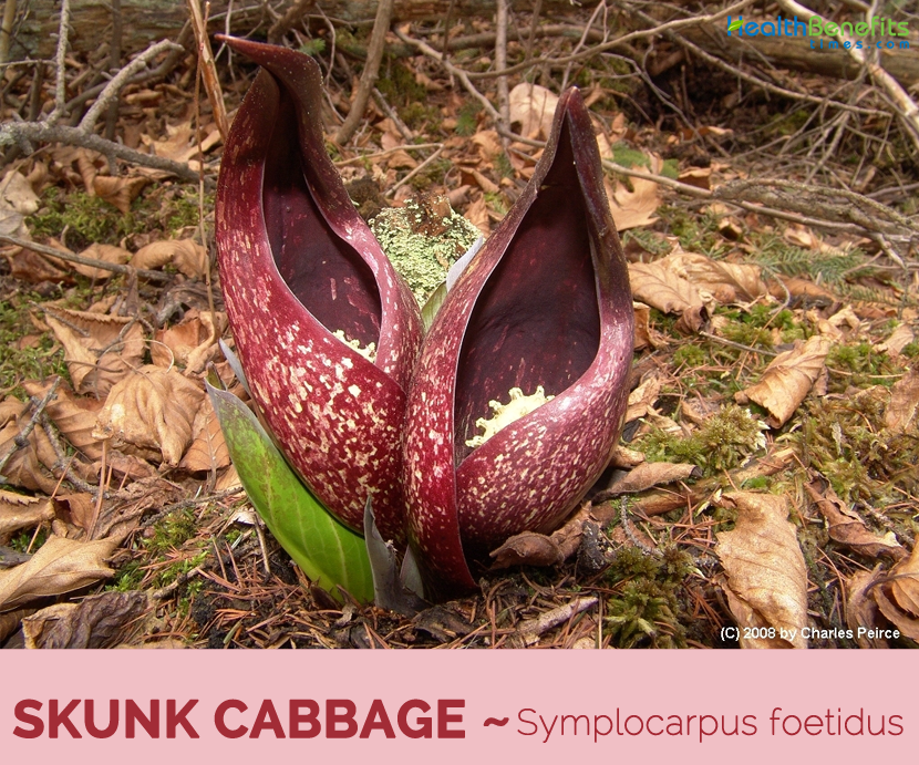Facts and benefits of Skunk Cabbage