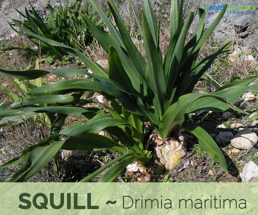 Urginea Maritima | Drimia Maritima | Scilla Maritima | Red Squill