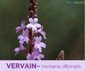 Facts and benefits of Vervain
