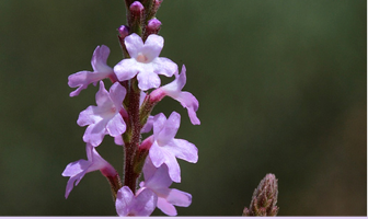 Facts and benefits of Vervain