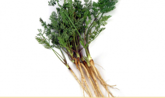 Facts and benefits of Wild Carrot