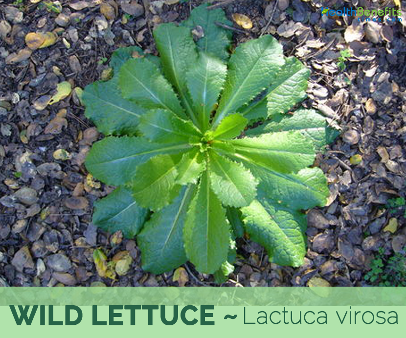 Facts and benefits of Wild Lettuce