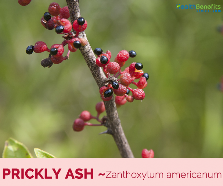 Prickly Ash facts and health benefits